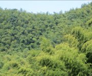 竹子的特點有哪些？